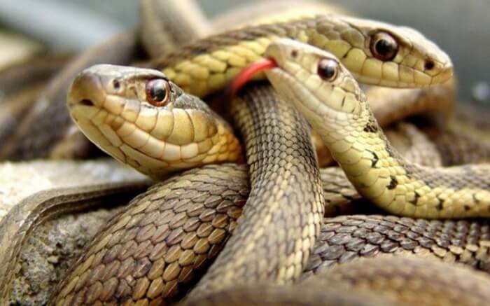Chiêm bao thấy 3 con rắn quấn mình vào nhau anh em hãy tất tay với bộ số 56 - 30. 