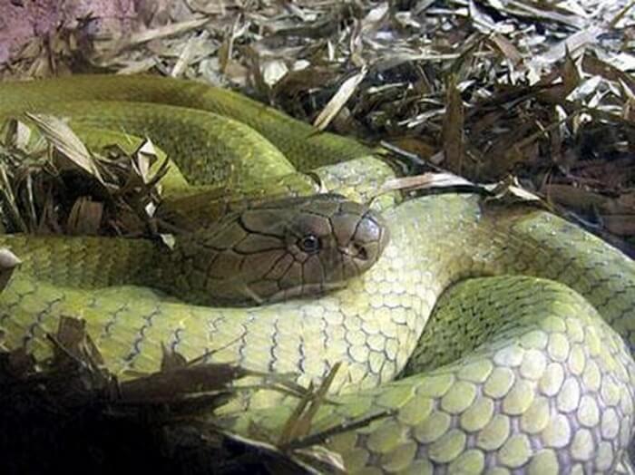 Mộng thấy rắn to nằm trong chuồng gà nhà bạn 